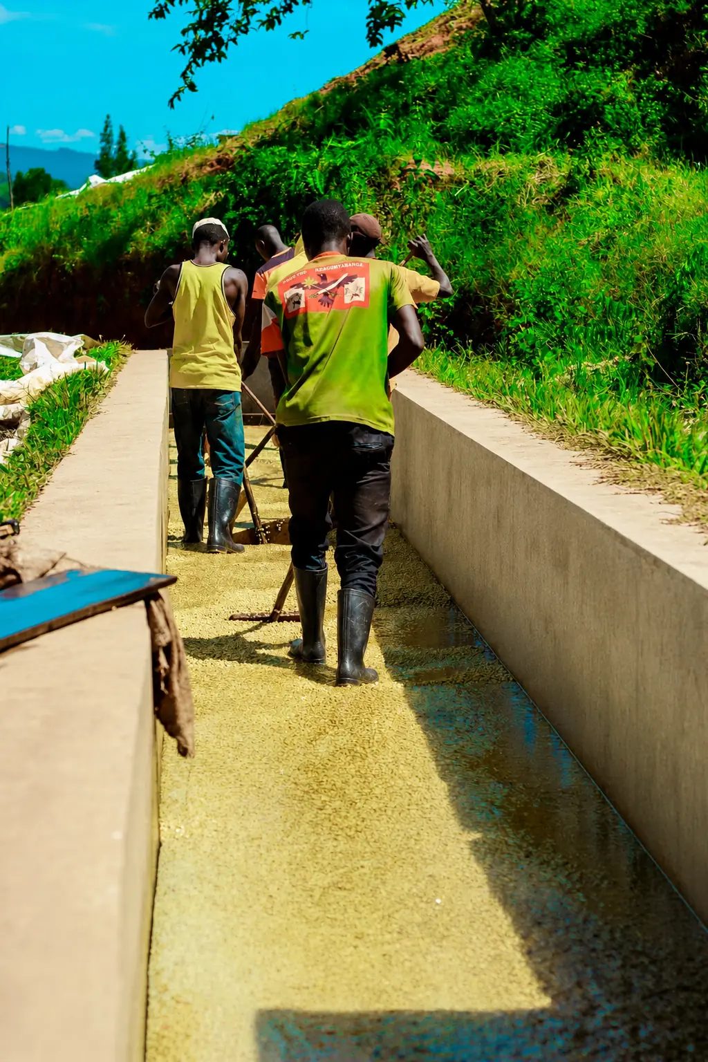 Raking parchment on the drying channel