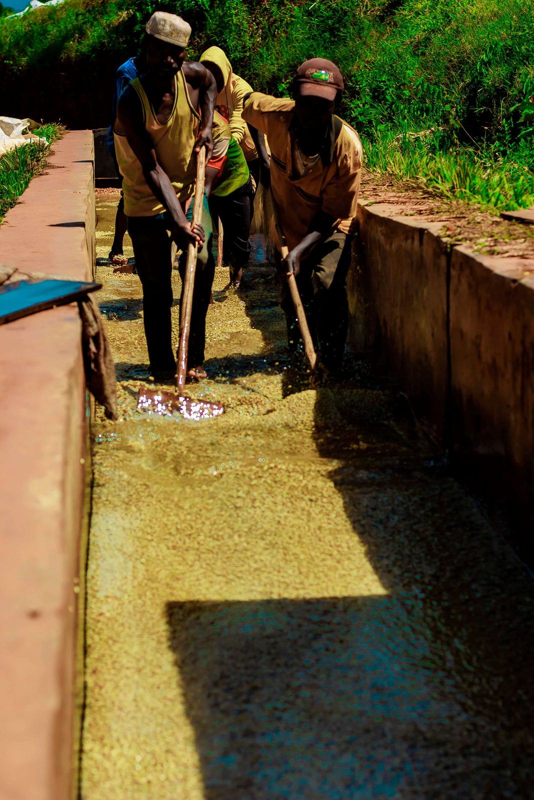 Raking parchment on the drying channel