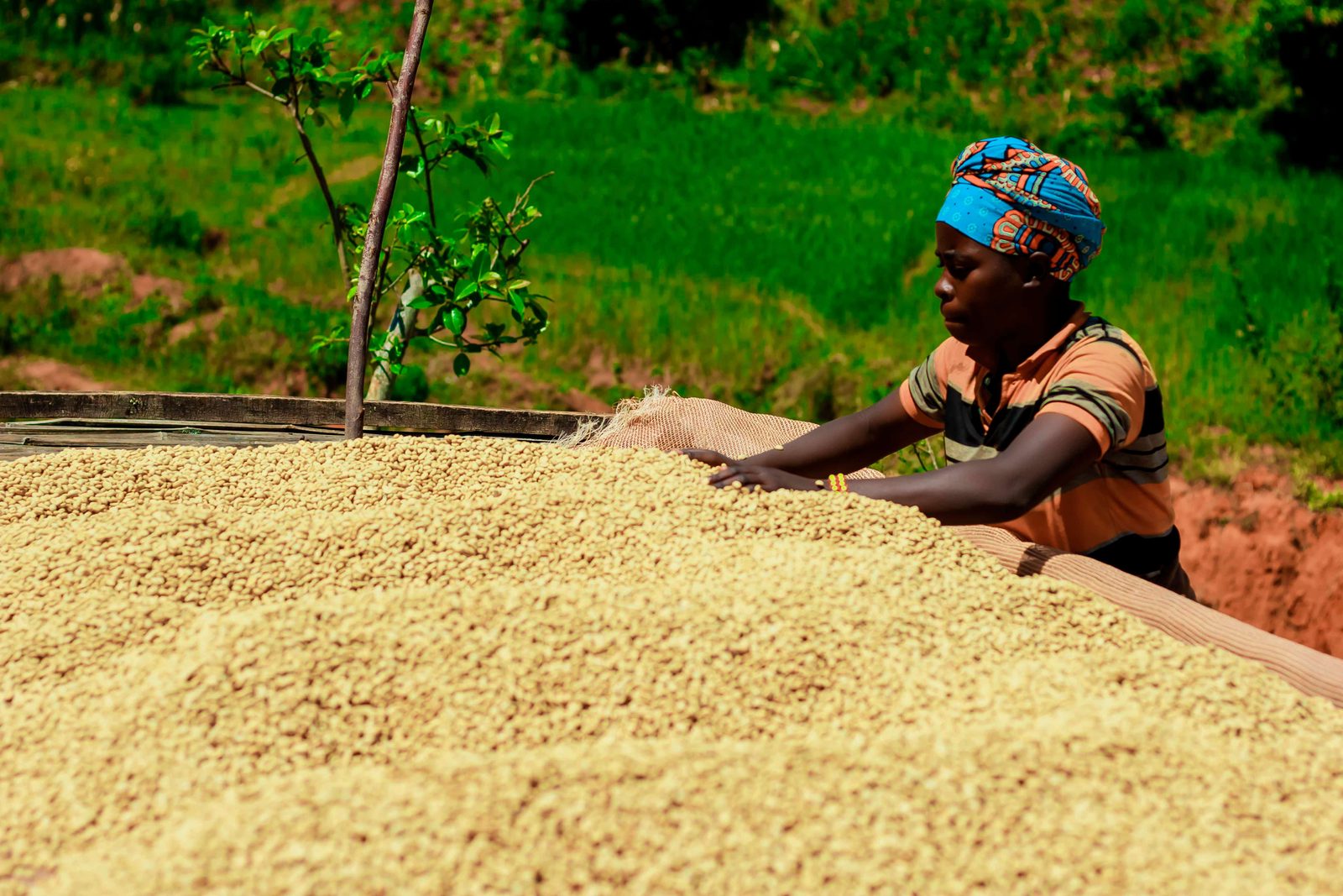 Member farmer drying parchment coffee on raised beds at Nyanza