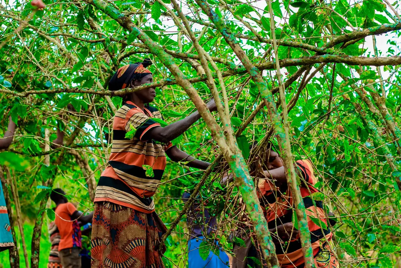 A COCAM woman member working in the coffee canopy