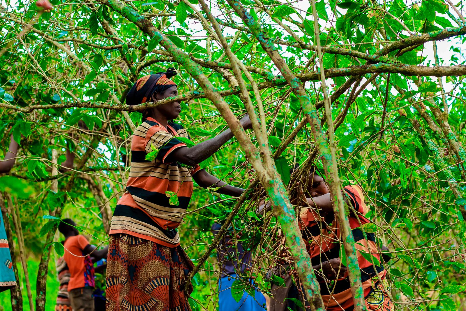 Women harvesting in the coffee canopy