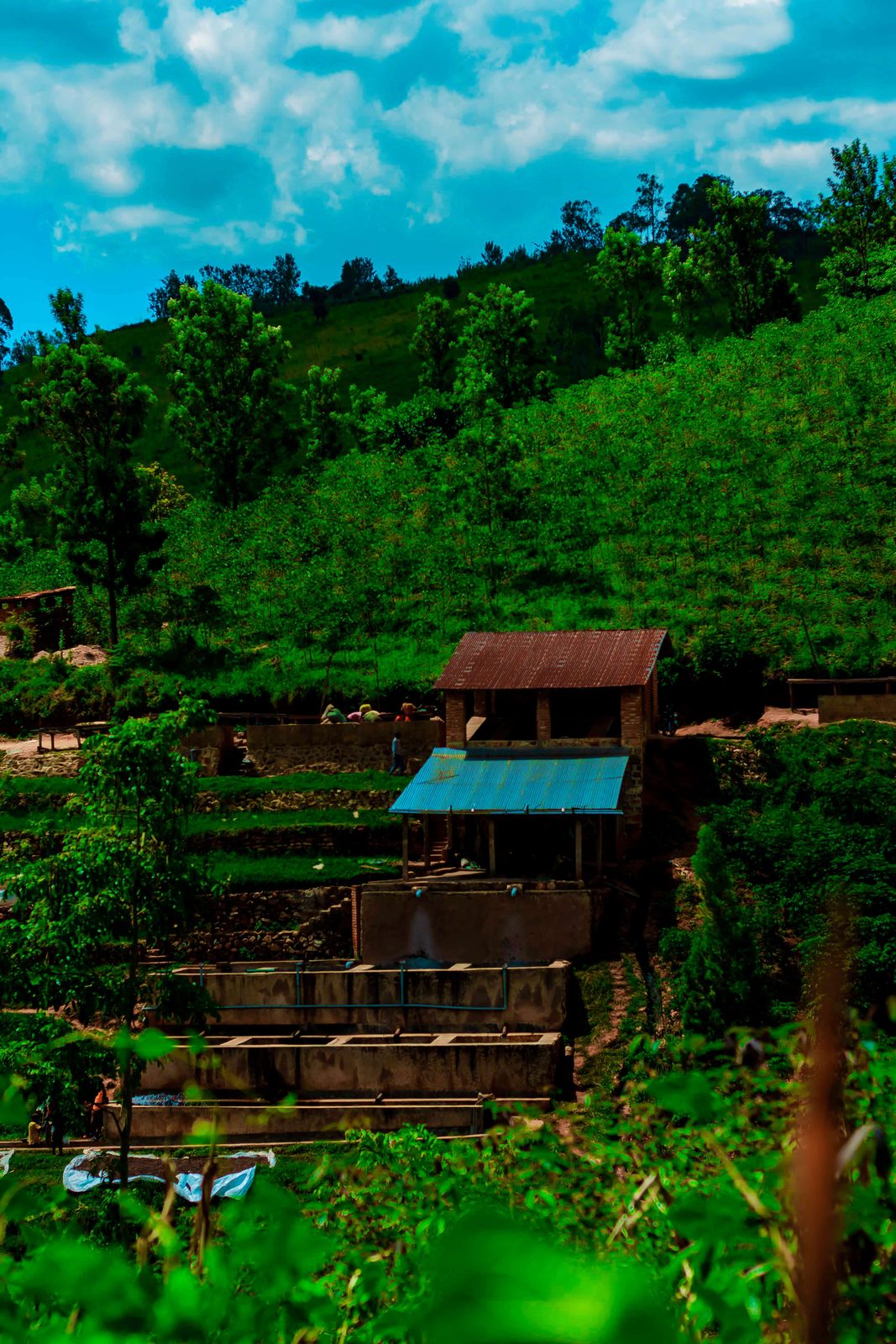 The Nyanza washing station against the green hills of Butanyerera