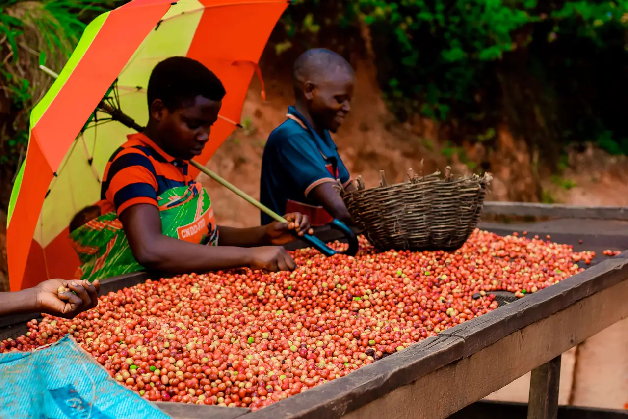 The drying beds at the Nyanza washing station